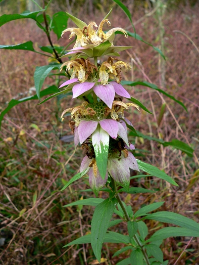 {Monarda punctata var. punctata}